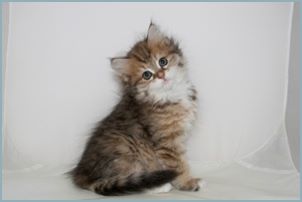 Female Siberian Kitten from Deedlebug Siberians